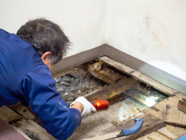 Best Best Mold Removal Companies  in Palmview South, TX