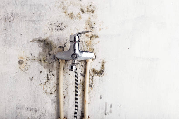 Best Mold Damage Repair  in Palmview South, TX