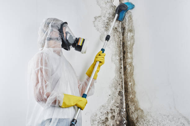 Best Commercial Mold Removal  in Palmview South, TX