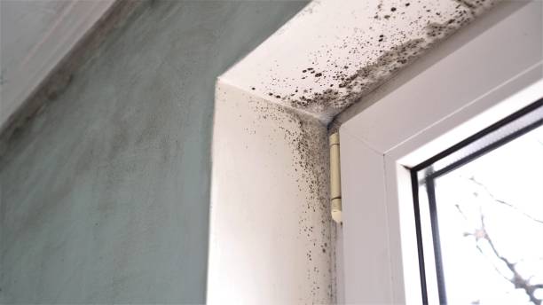Best Black Mold Removal  in Palmview South, TX
