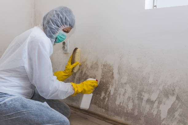 Home Mold Removal in Palmview South, TX