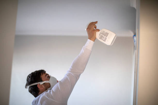 Best Fast Mold Removal  in Palmview South, TX
