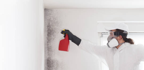 Best Local Mold Removal Service  in Palmview South, TX