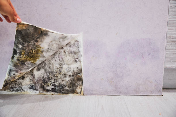 Best Black Mold Removal  in Palmview South, TX